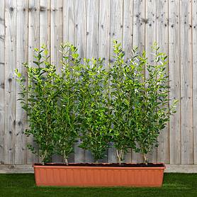 Privet Green Instant Trough Hedge 1m (pre-grown)
